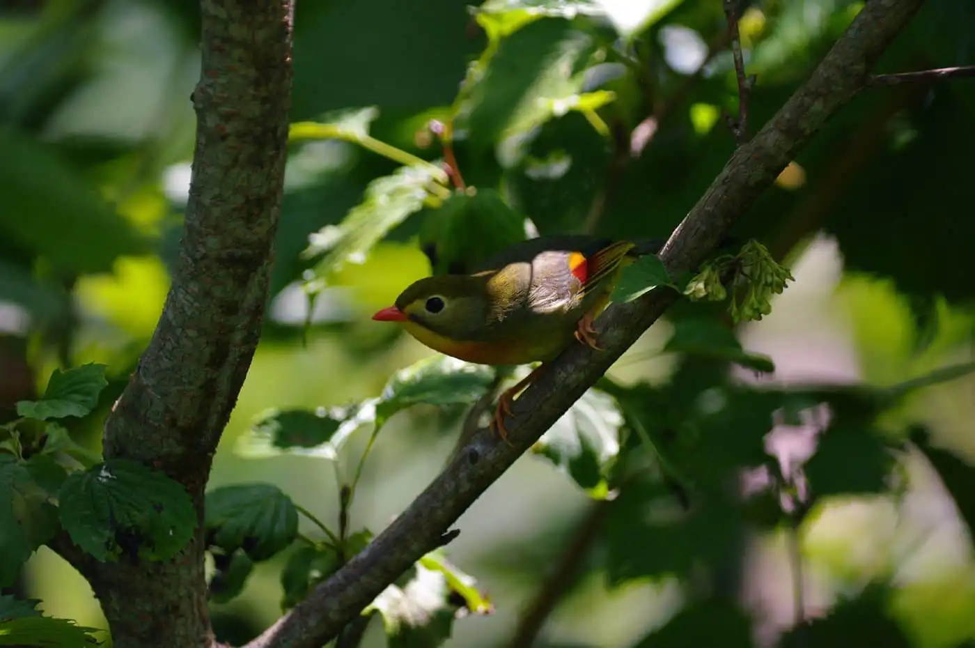 野鳥写真・ソウシチョウの写真