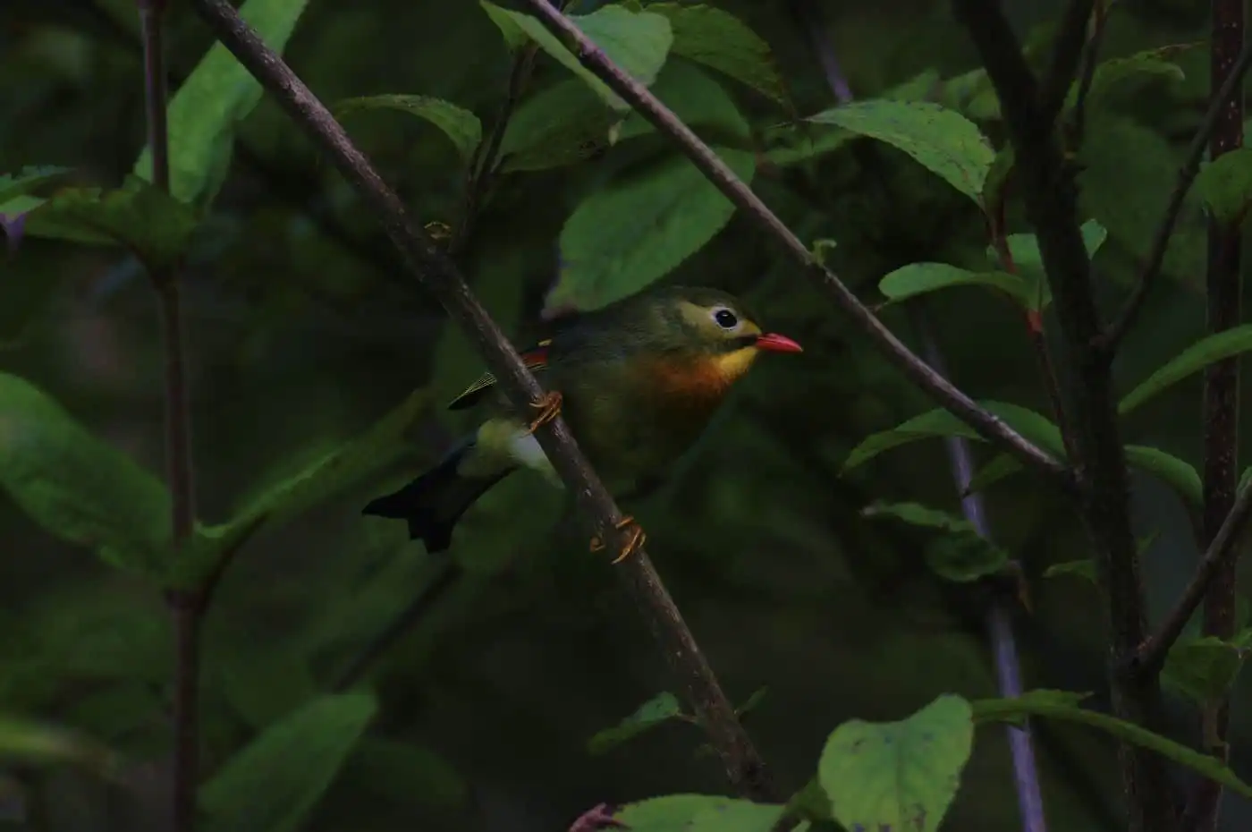 野鳥写真・ソウシチョウの写真