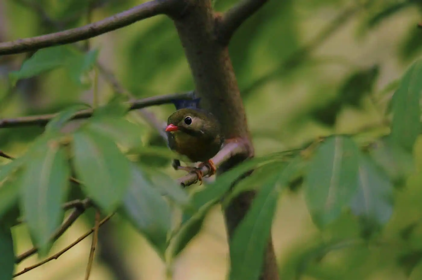 野鳥写真・ソウシチョウの写真