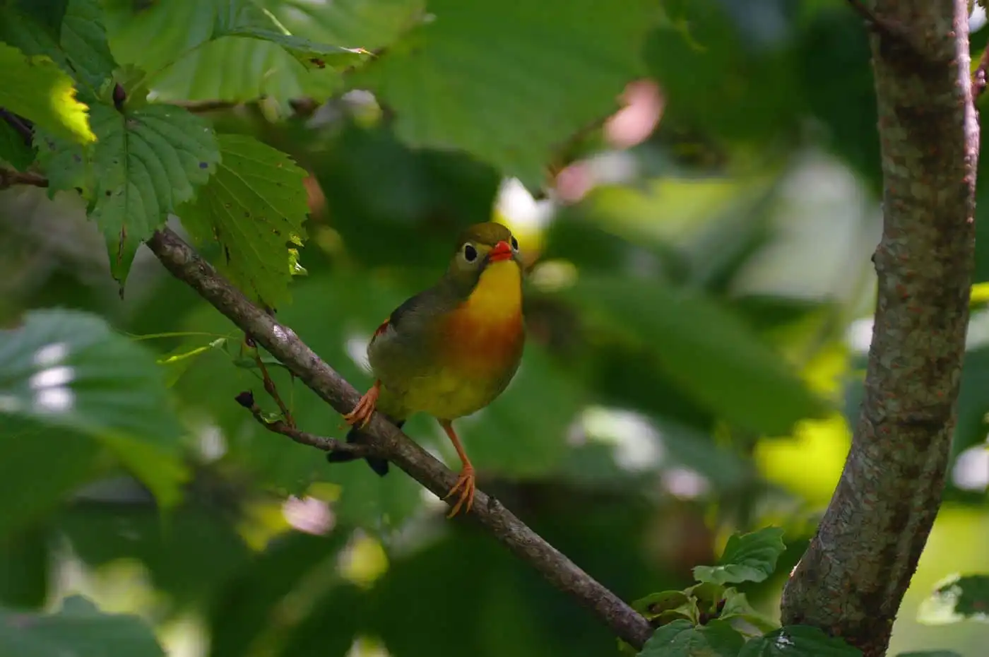 野鳥写真・ソウシチョウの写真