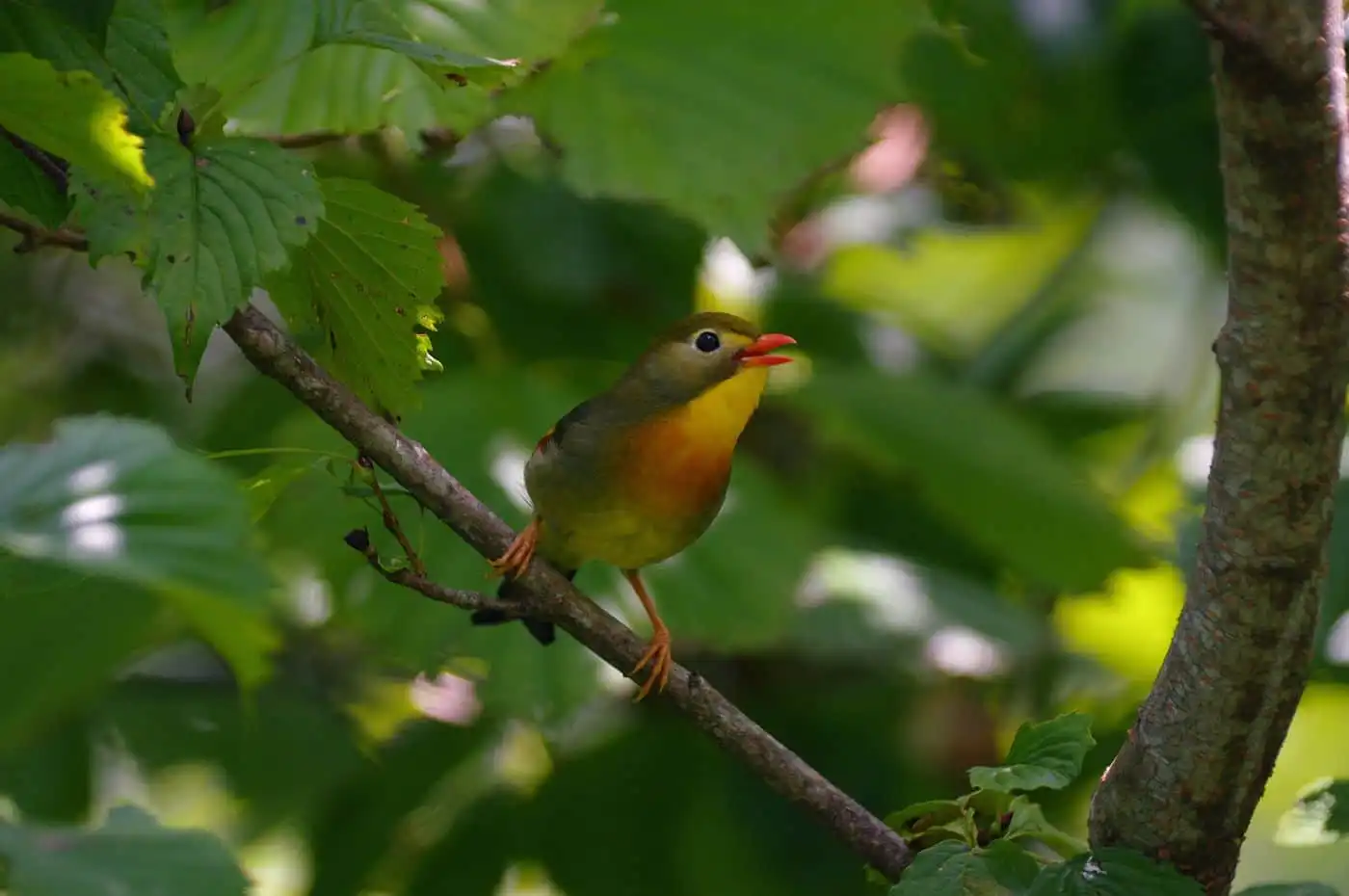 野鳥写真・ソウシチョウの写真