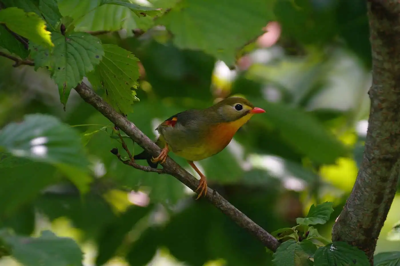 野鳥写真・ソウシチョウの写真