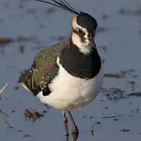 野鳥写真・タゲリ