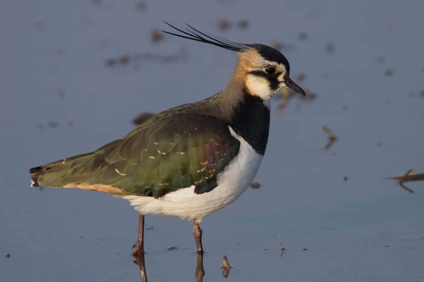 野鳥写真・タゲリの写真