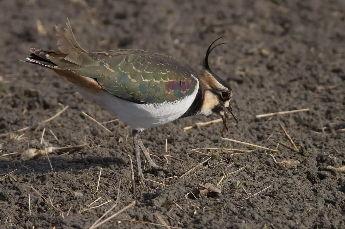 野鳥写真・タゲリの写真