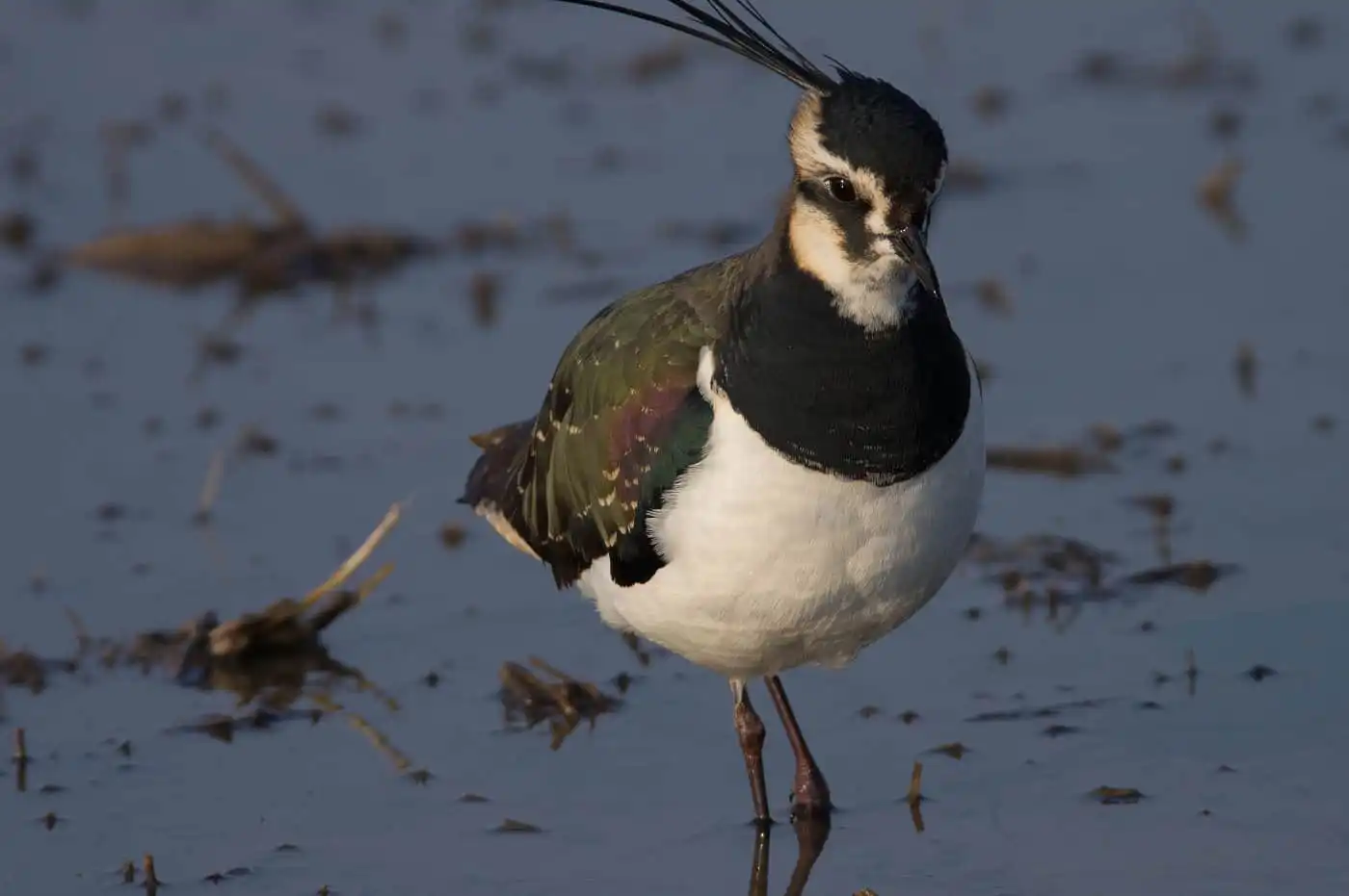 野鳥写真・タゲリの写真