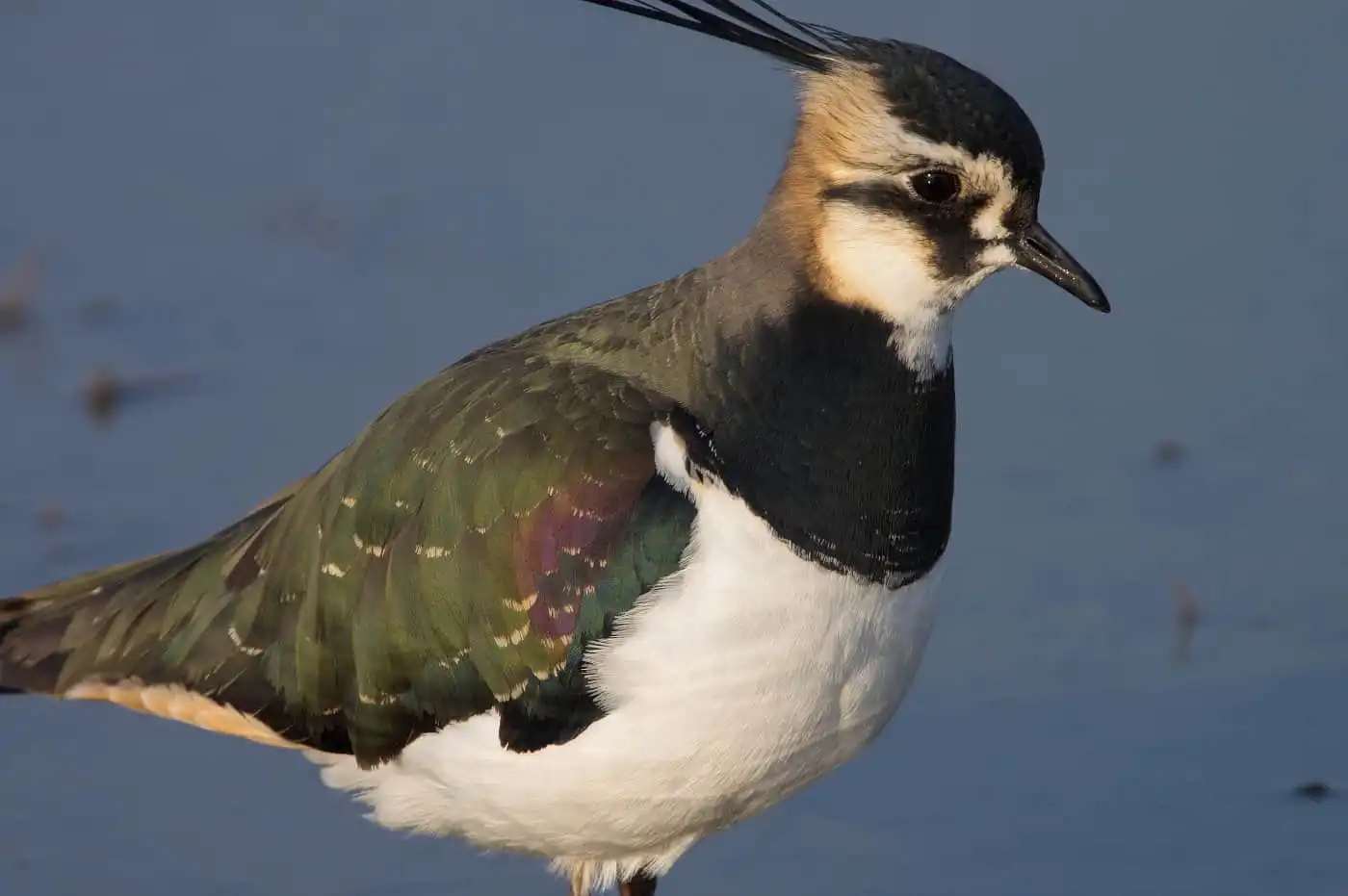 野鳥写真・タゲリの写真