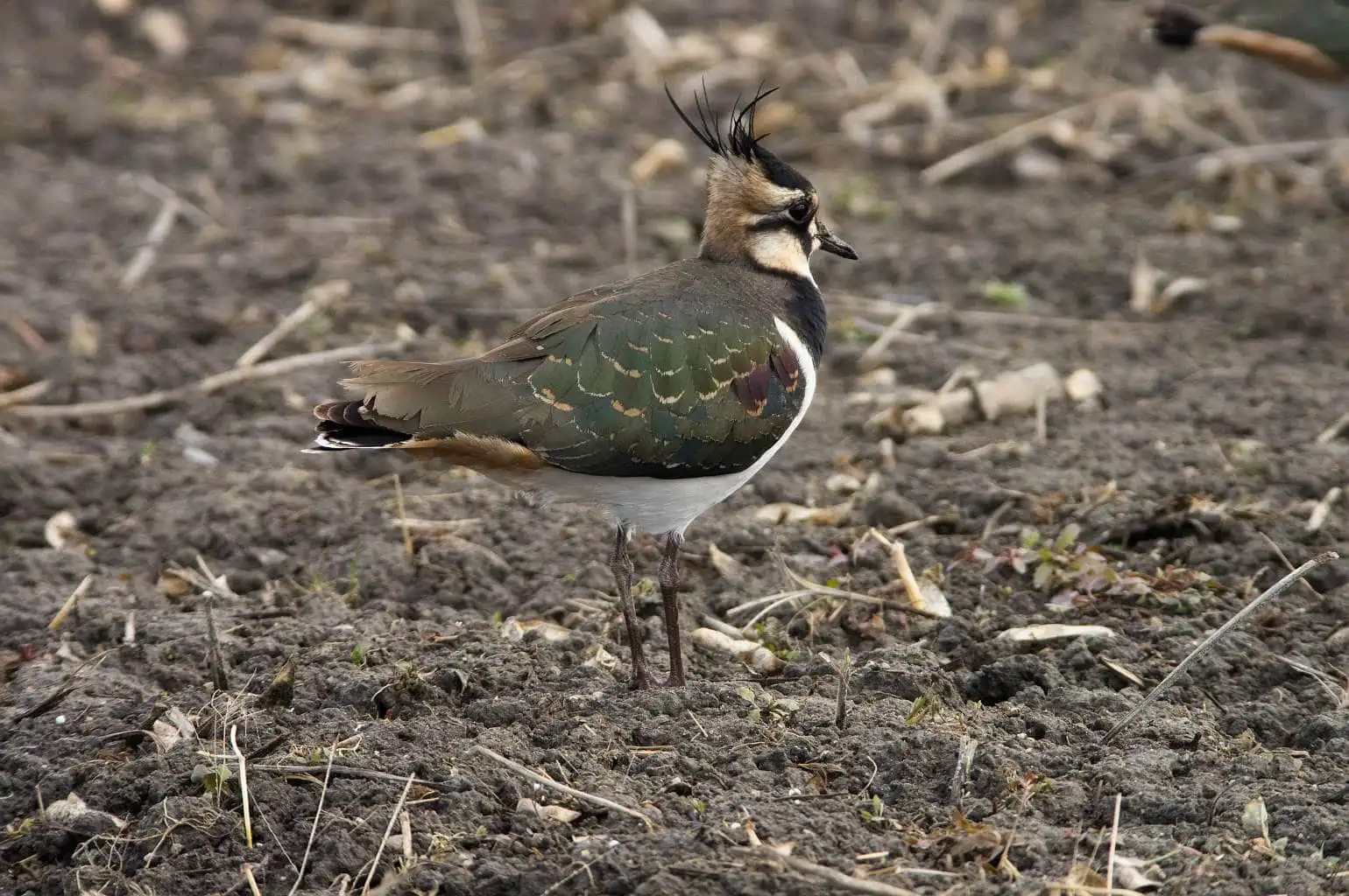 野鳥写真・タゲリの写真