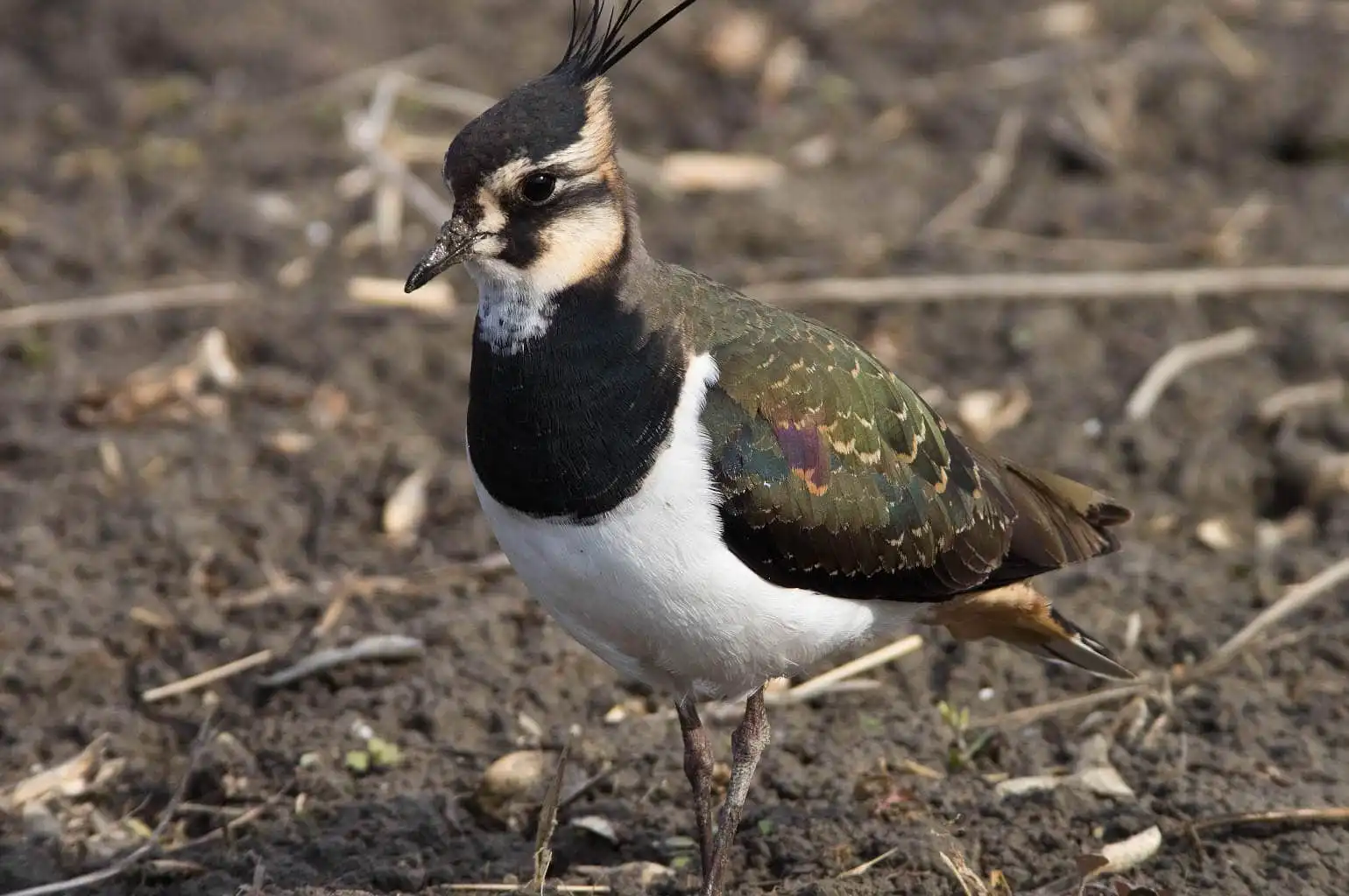 野鳥写真・タゲリの写真