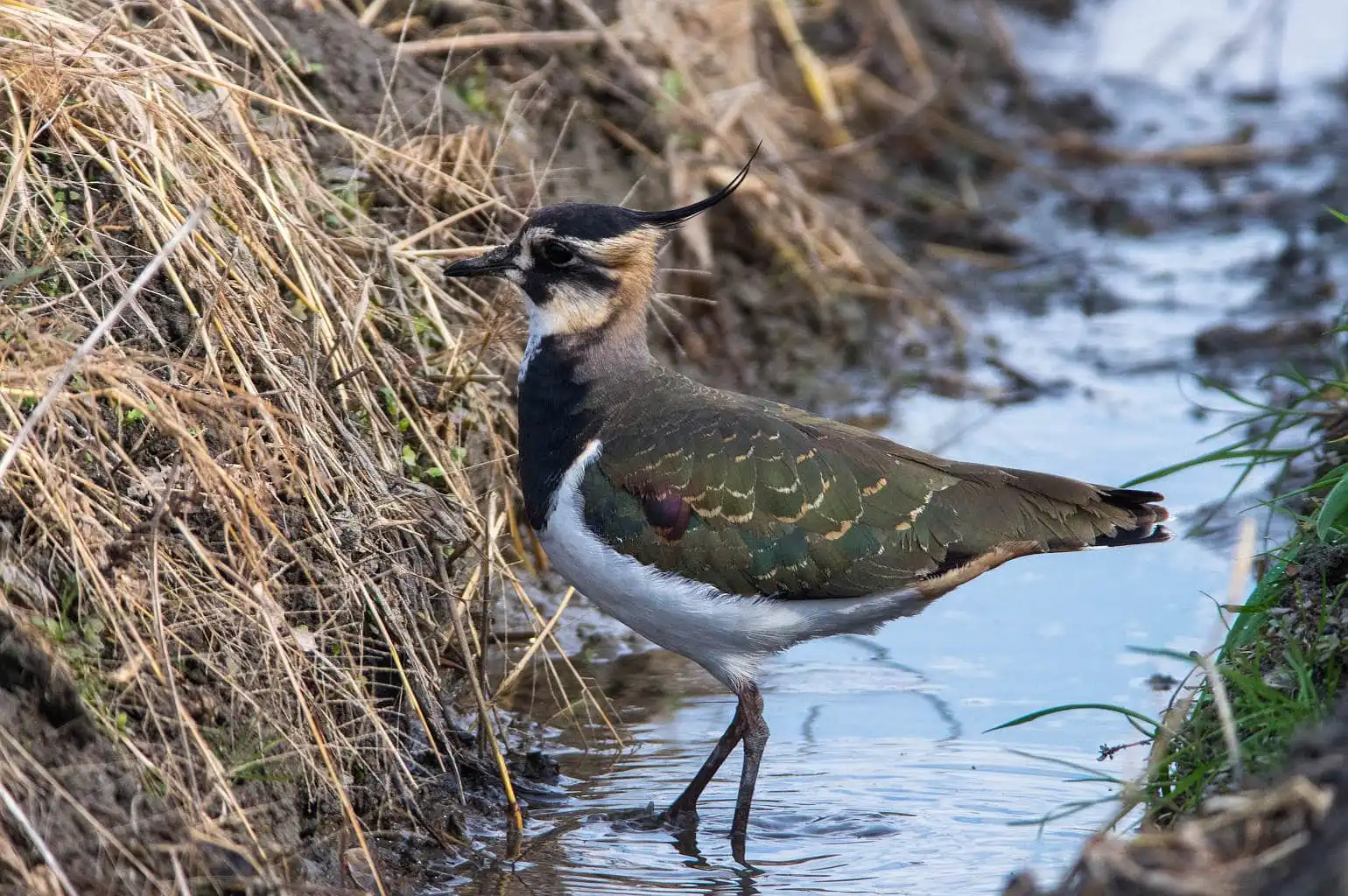 野鳥写真・タゲリの写真