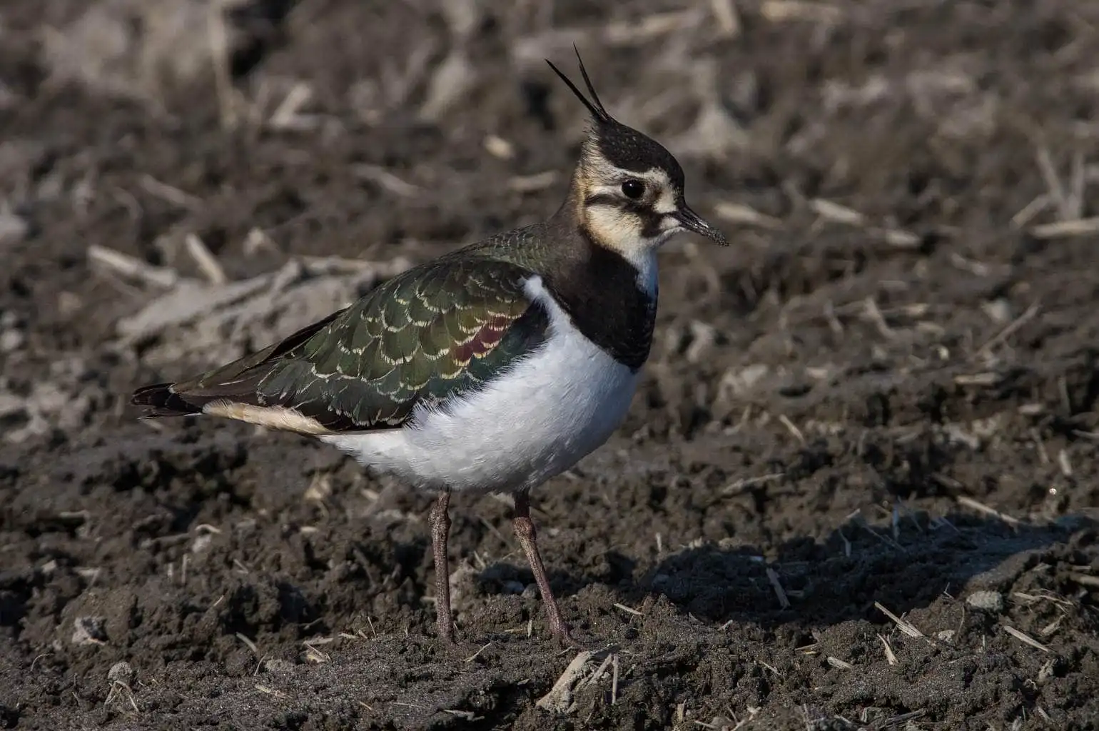 野鳥写真・タゲリの写真