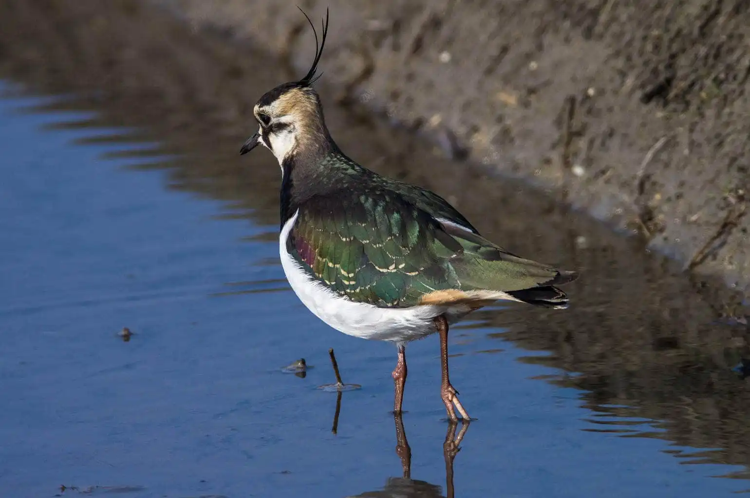 野鳥写真・タゲリの写真