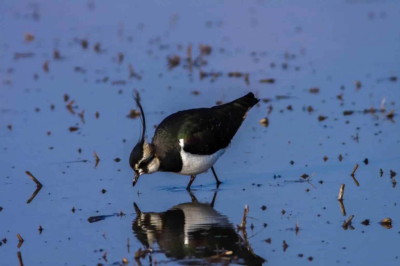 野鳥写真・タゲリの写真