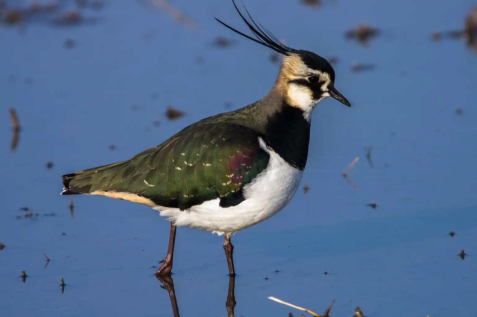 野鳥写真・タゲリの写真