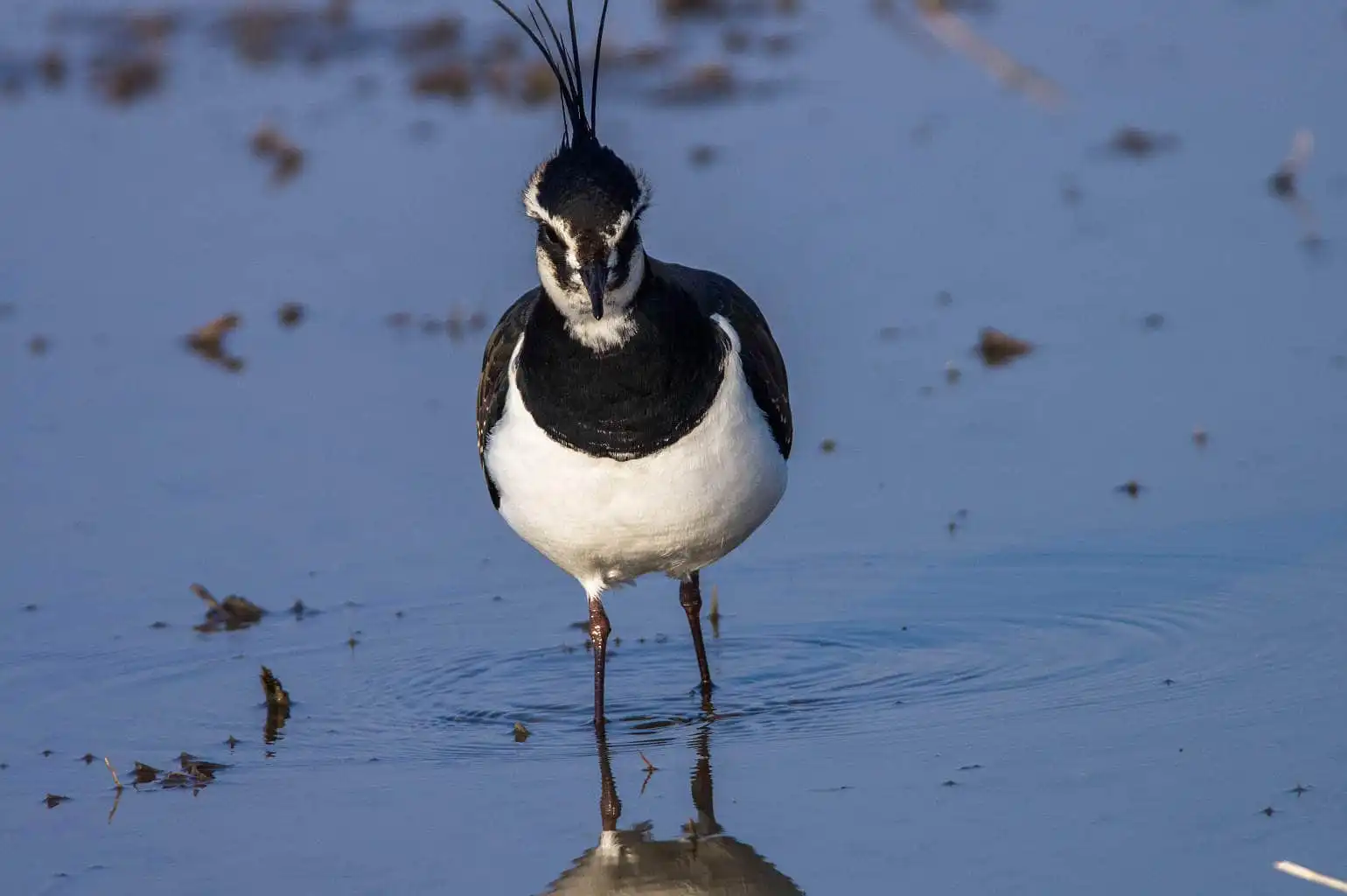 野鳥写真・タゲリの写真