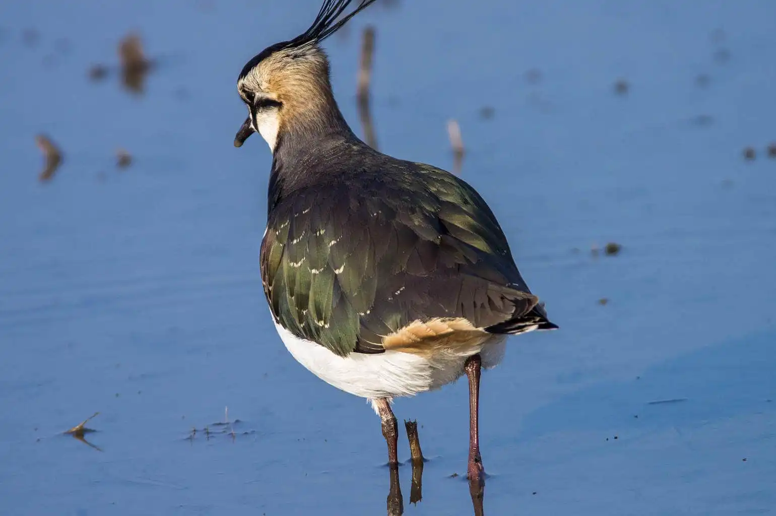 野鳥写真・タゲリの写真