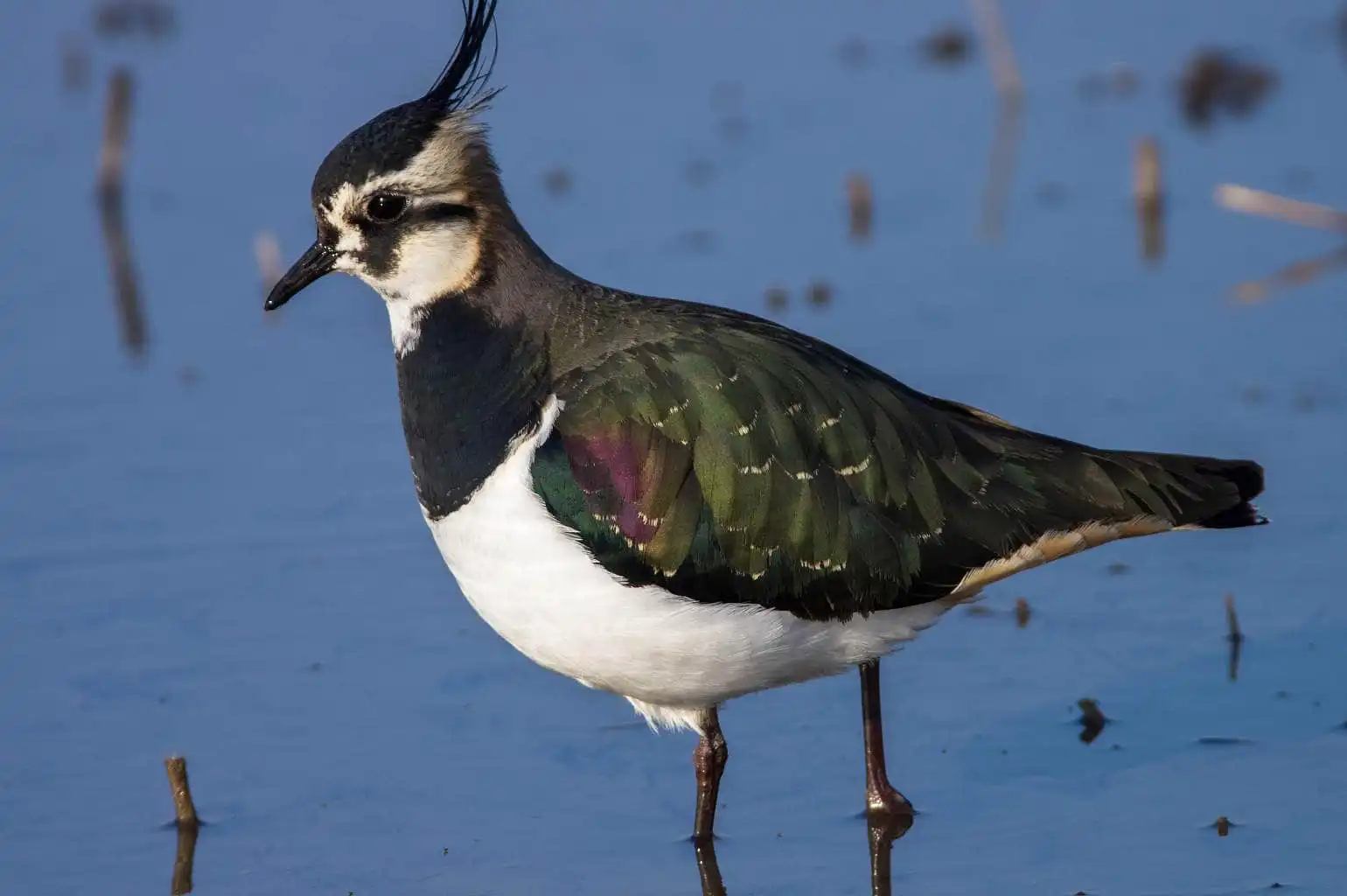 野鳥写真・タゲリの写真