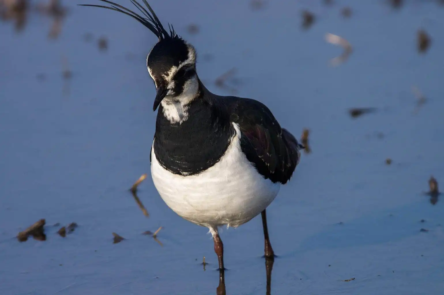 野鳥写真・タゲリの写真