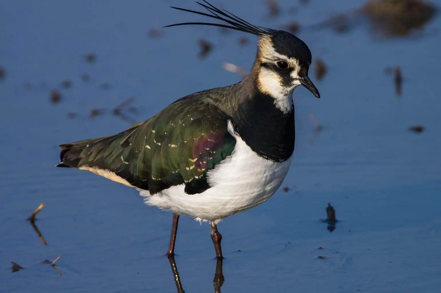 野鳥写真・タゲリの写真