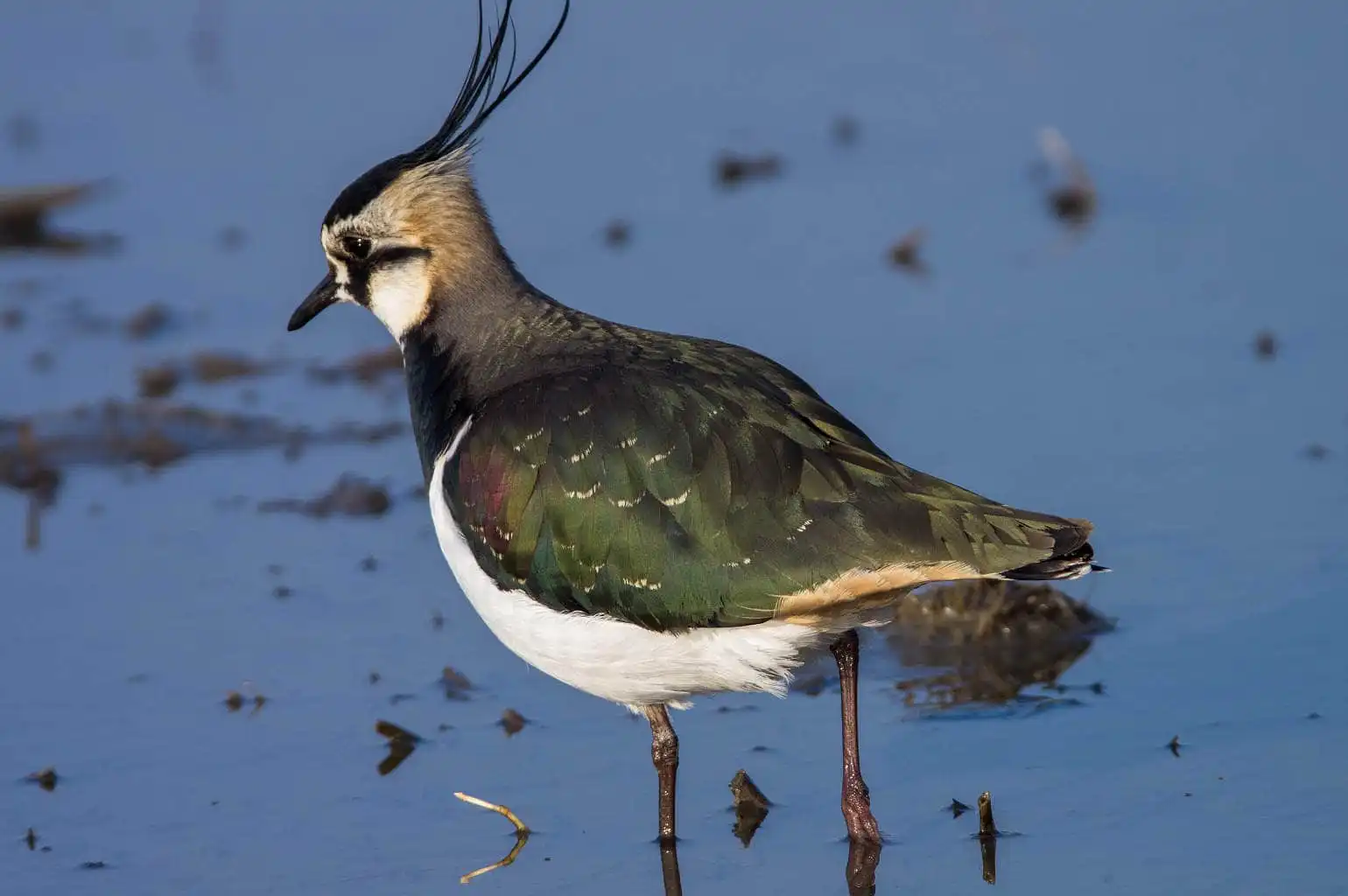 野鳥写真・タゲリの写真