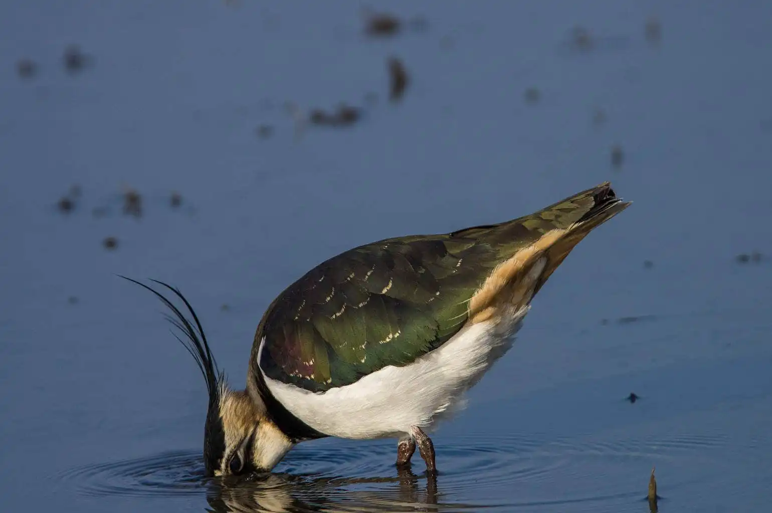 野鳥写真・タゲリの写真