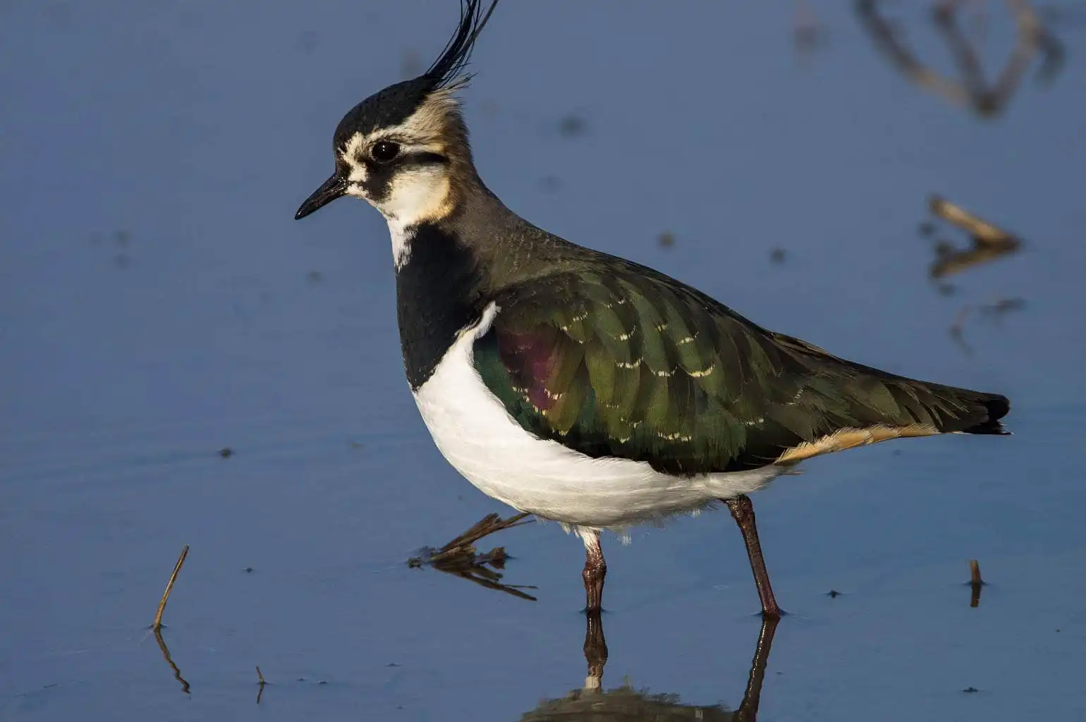 野鳥写真・タゲリの写真