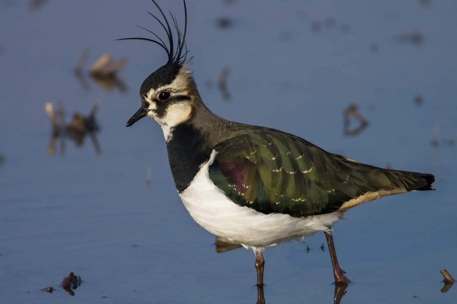 野鳥写真・タゲリの写真