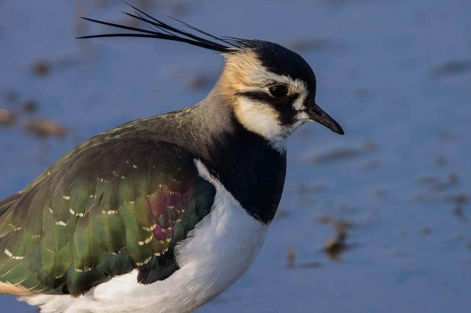 野鳥写真・タゲリの写真