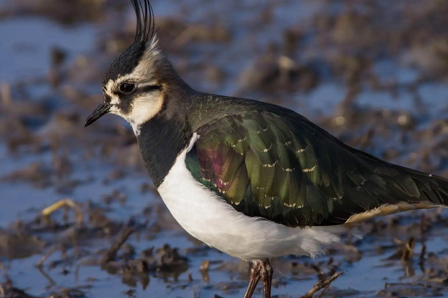 野鳥写真・タゲリの写真