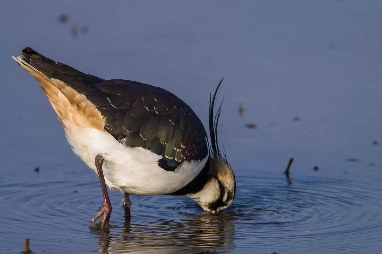 野鳥写真・タゲリの写真