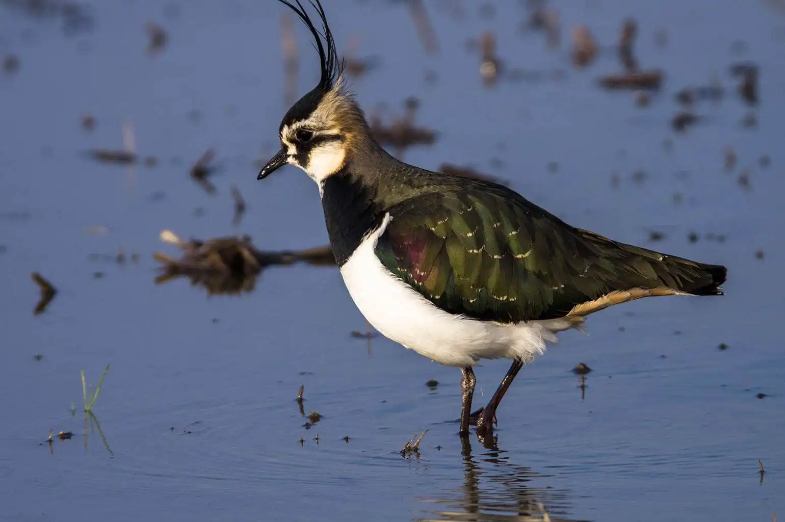 野鳥写真・タゲリの写真