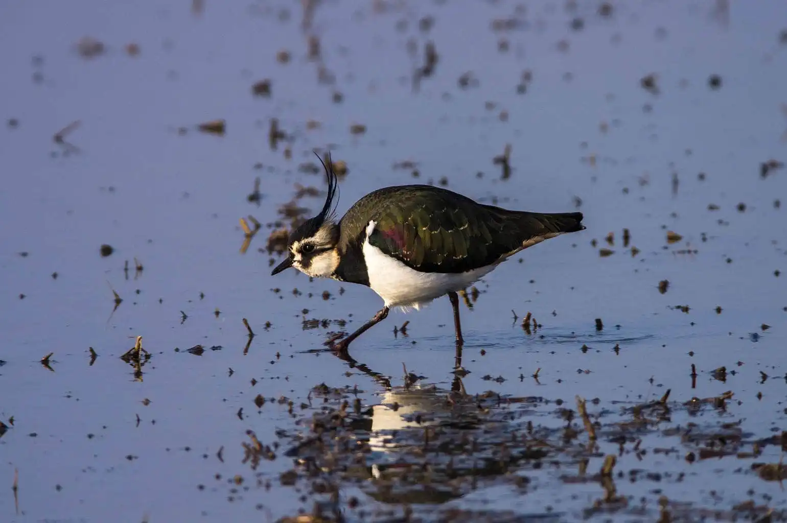 野鳥写真・タゲリの写真