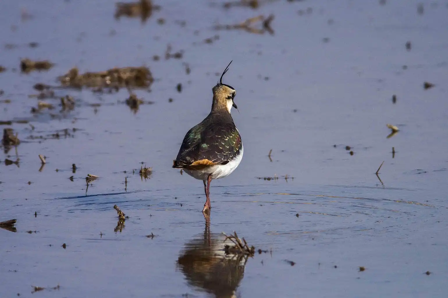 野鳥写真・タゲリの写真