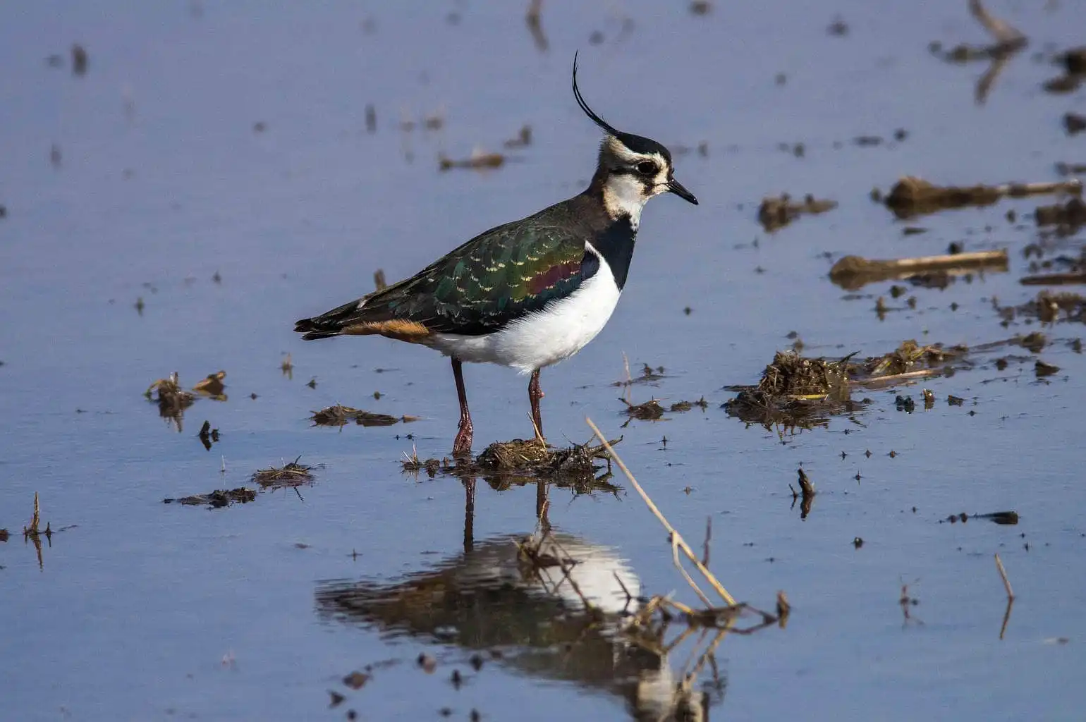 野鳥写真・タゲリの写真