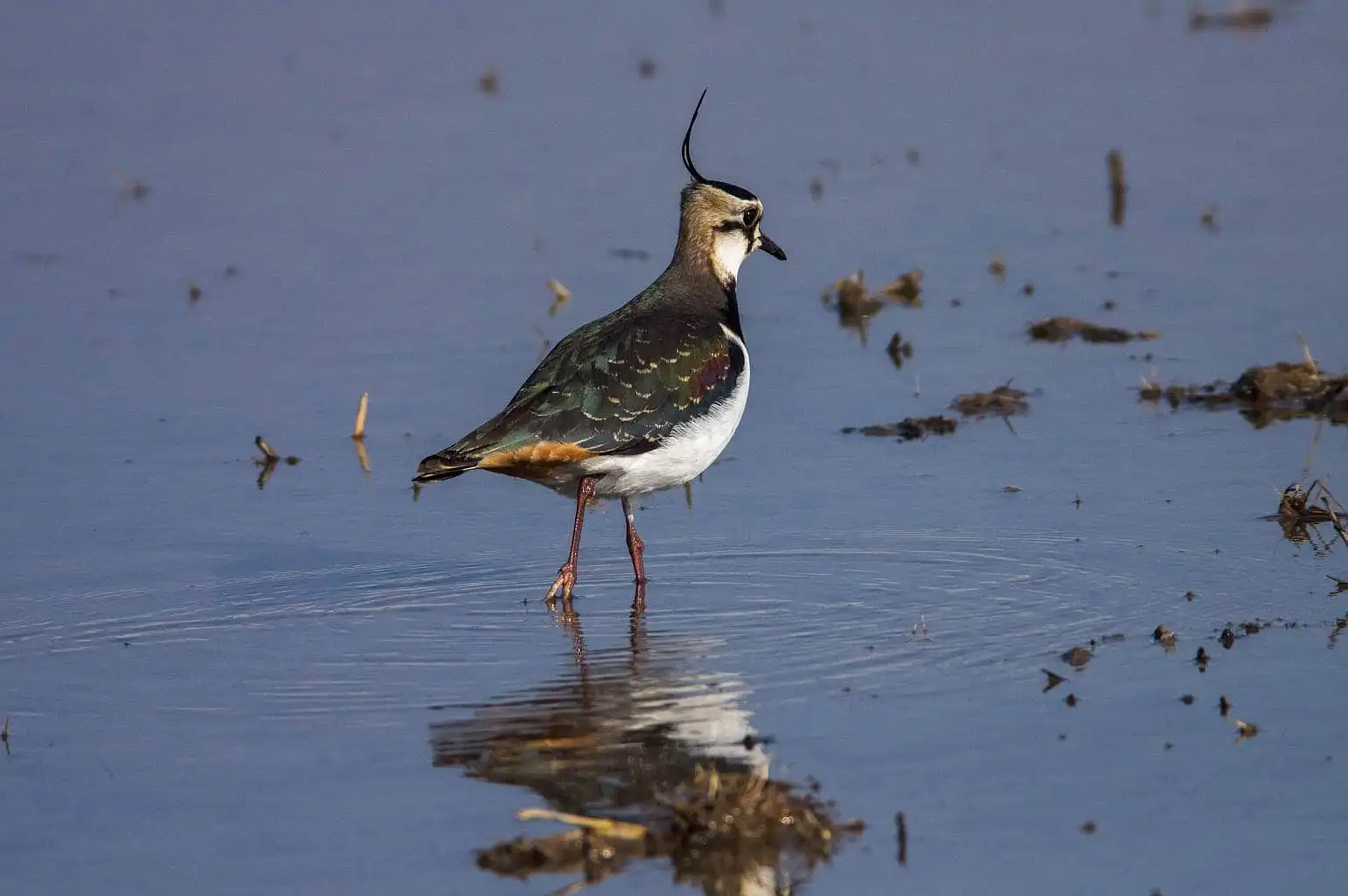 野鳥写真・タゲリの写真