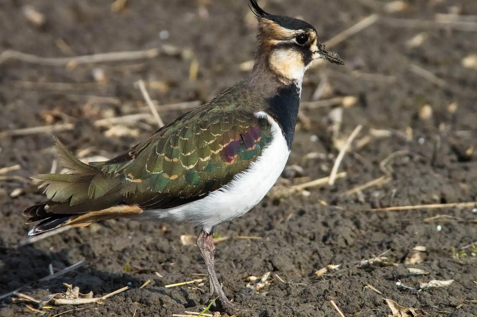 野鳥写真・タゲリの写真