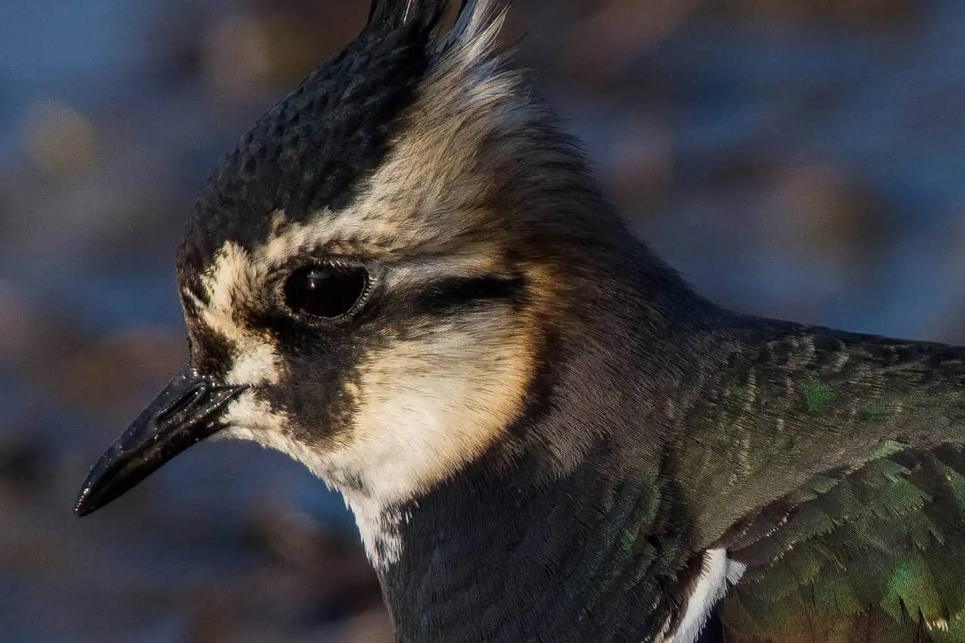 野鳥写真・タゲリの写真