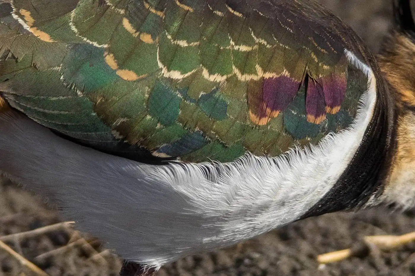 野鳥写真・タゲリの写真