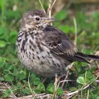 野鳥写真・タヒバリ