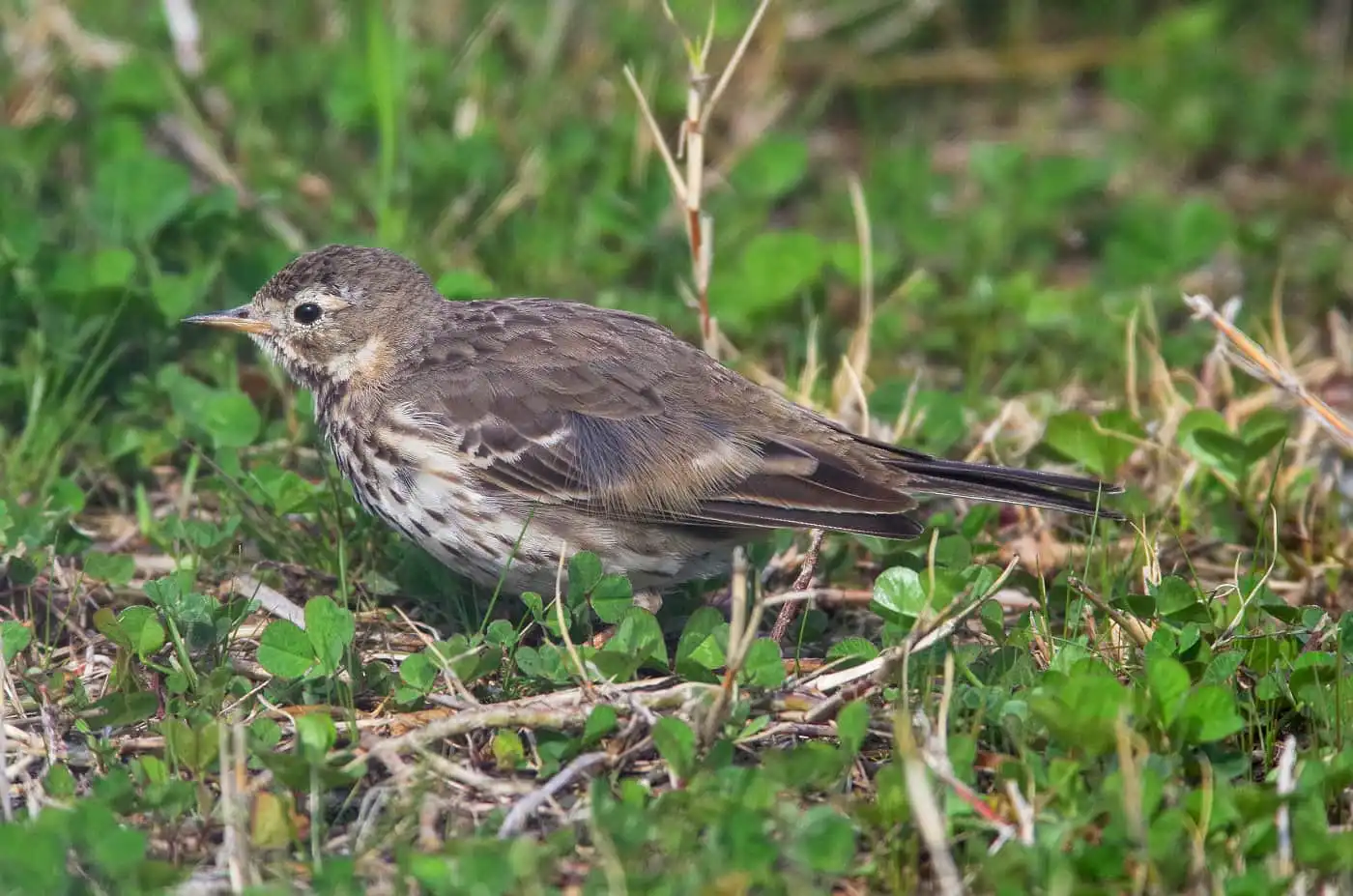 野鳥写真・タヒバリの写真