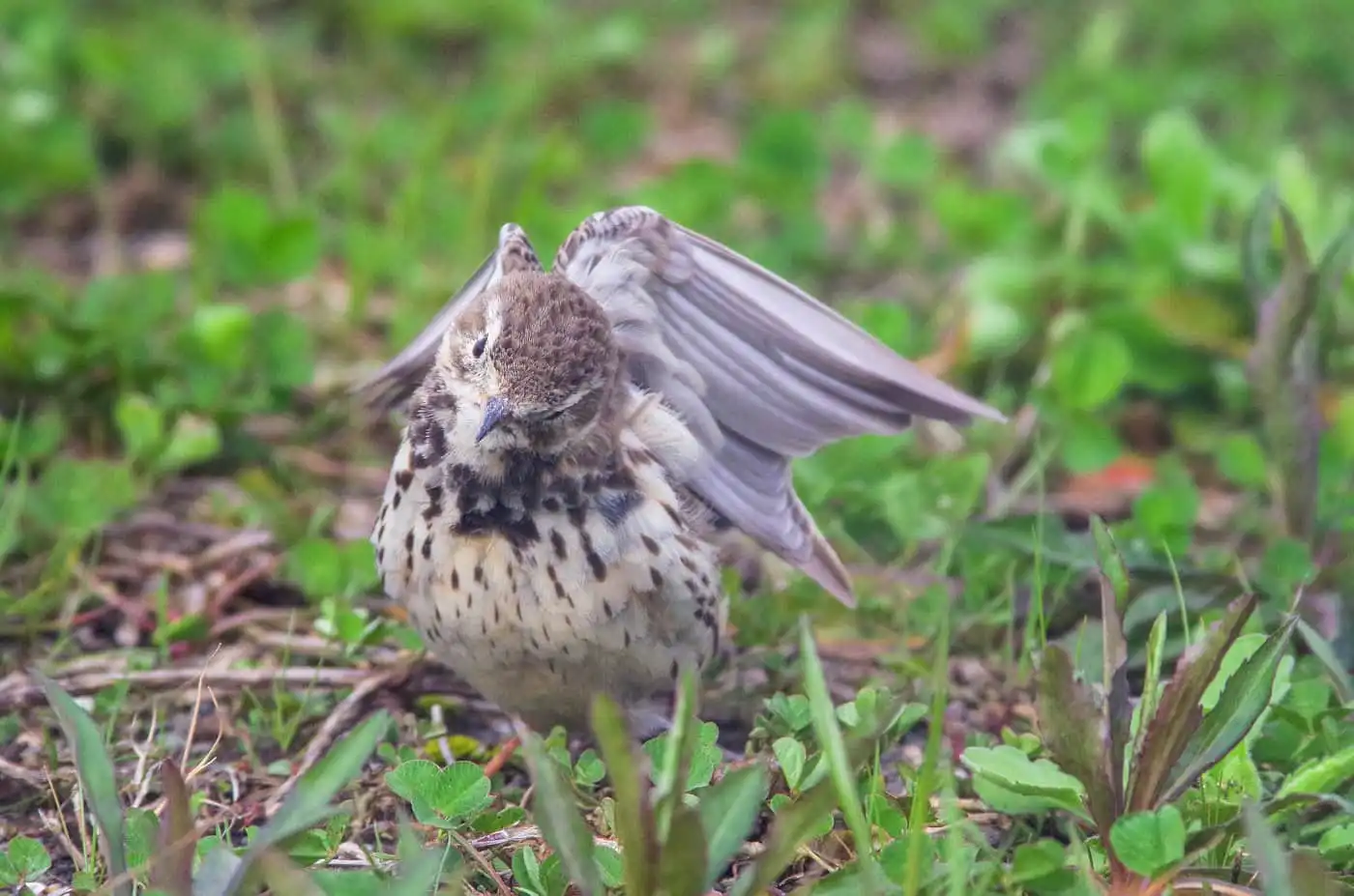 野鳥写真・タヒバリの写真