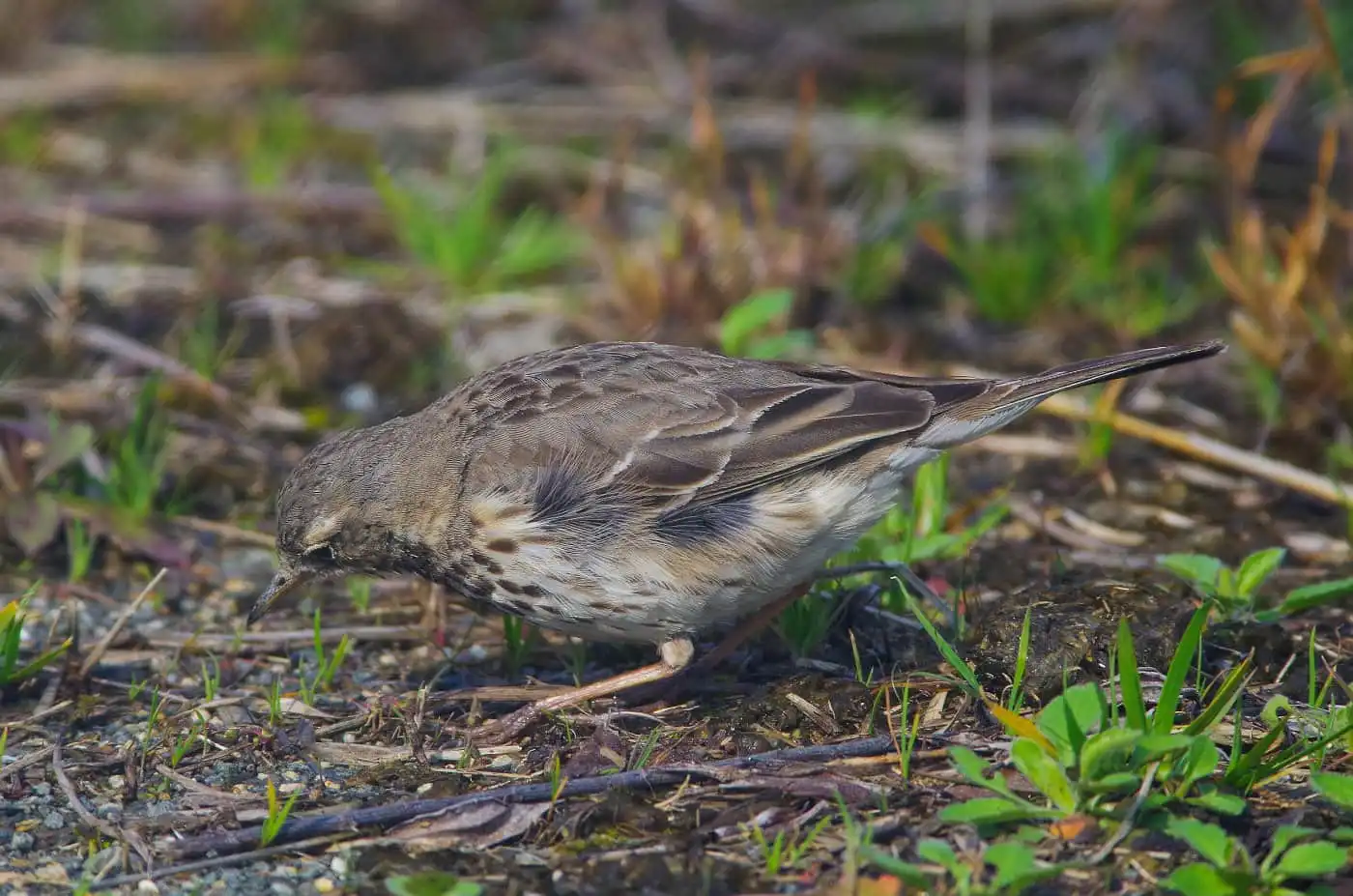 野鳥写真・タヒバリの写真