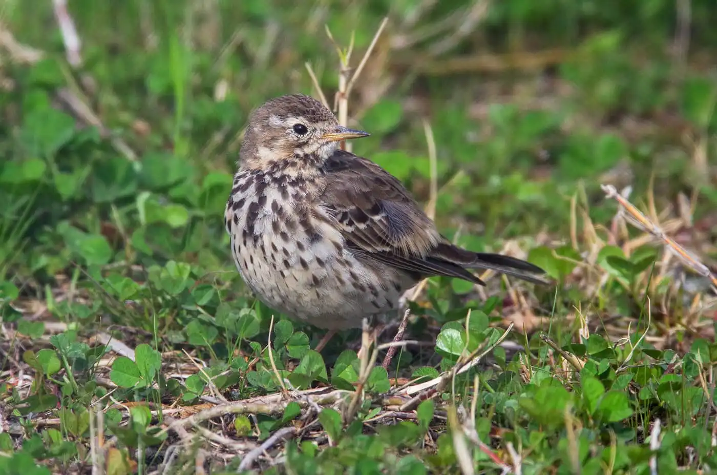 野鳥写真・タヒバリの写真