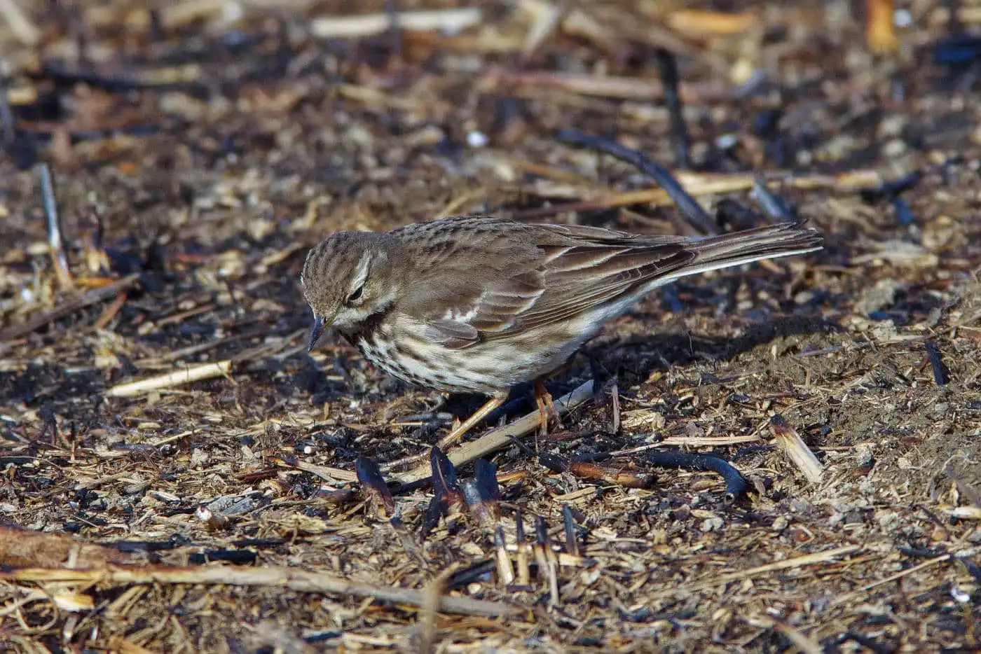 野鳥写真・タヒバリの写真