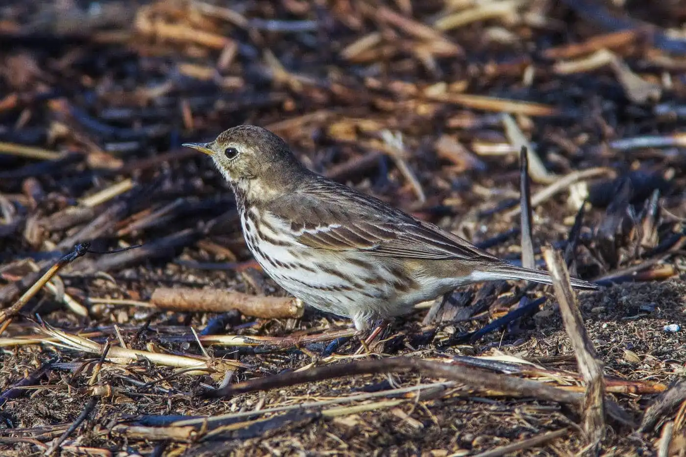 野鳥写真・タヒバリの写真