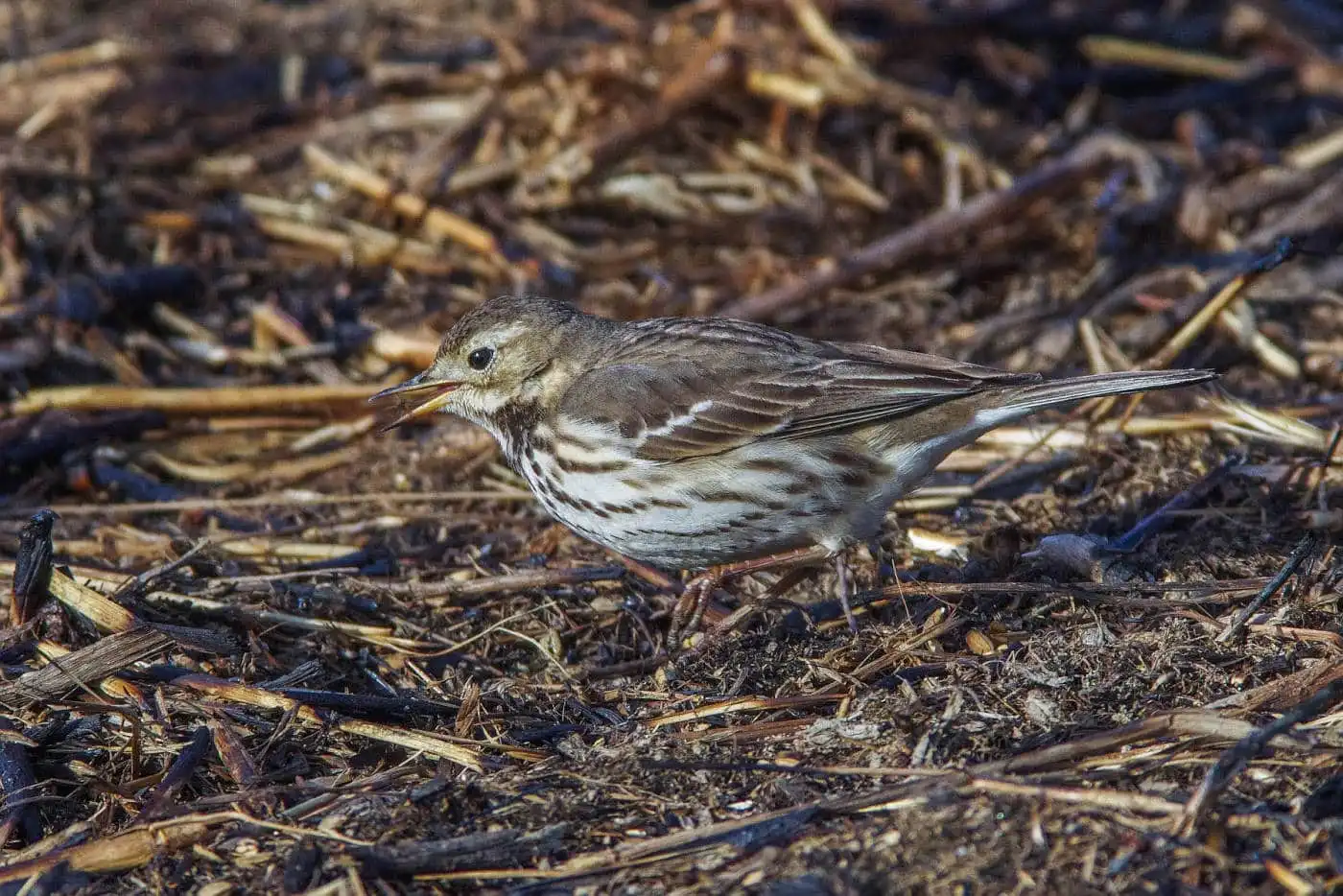 野鳥写真・タヒバリの写真