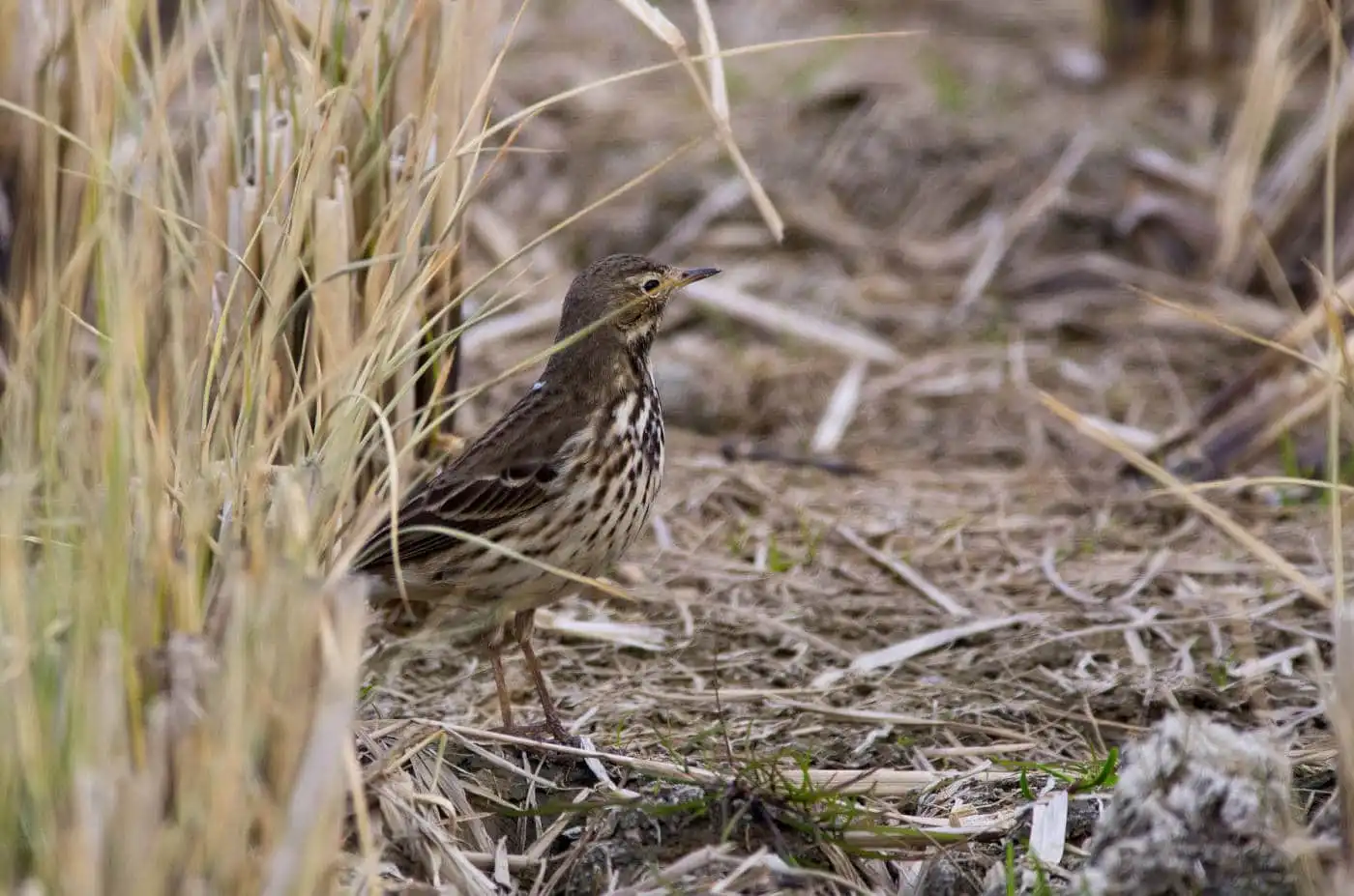 野鳥写真・タヒバリの写真