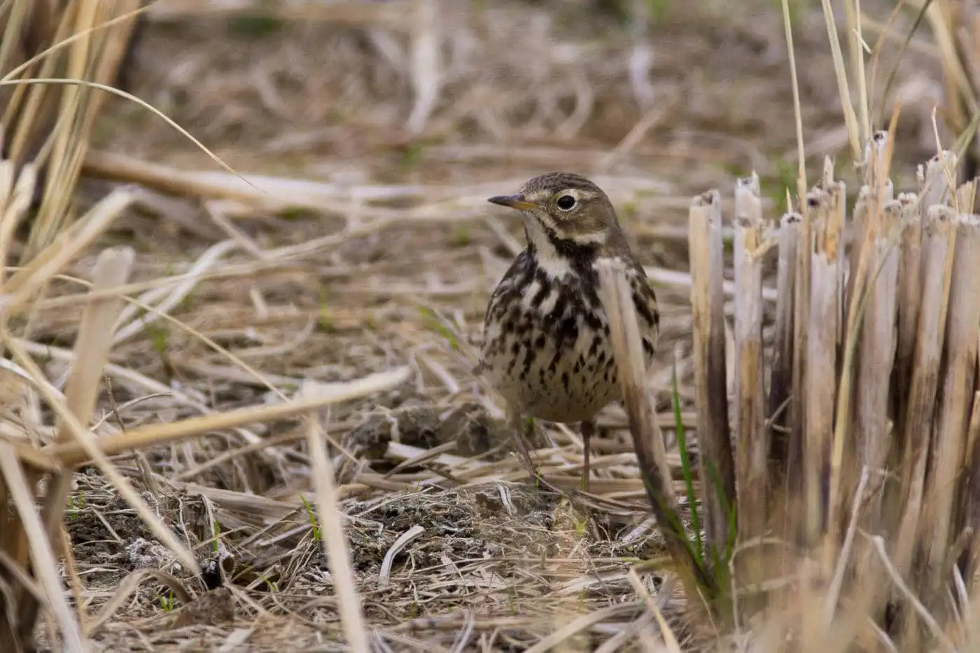 野鳥写真・タヒバリの写真
