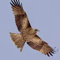 野鳥写真・トビ