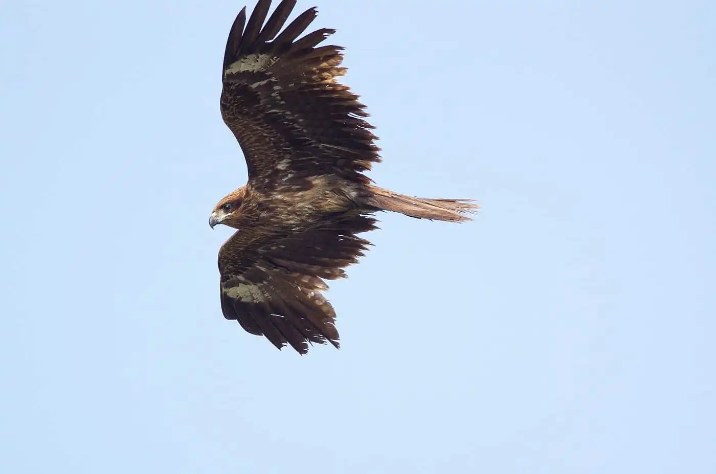 野鳥写真・トビの写真